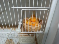 /album/norwich-2014/yellow-hen-5-jpg/